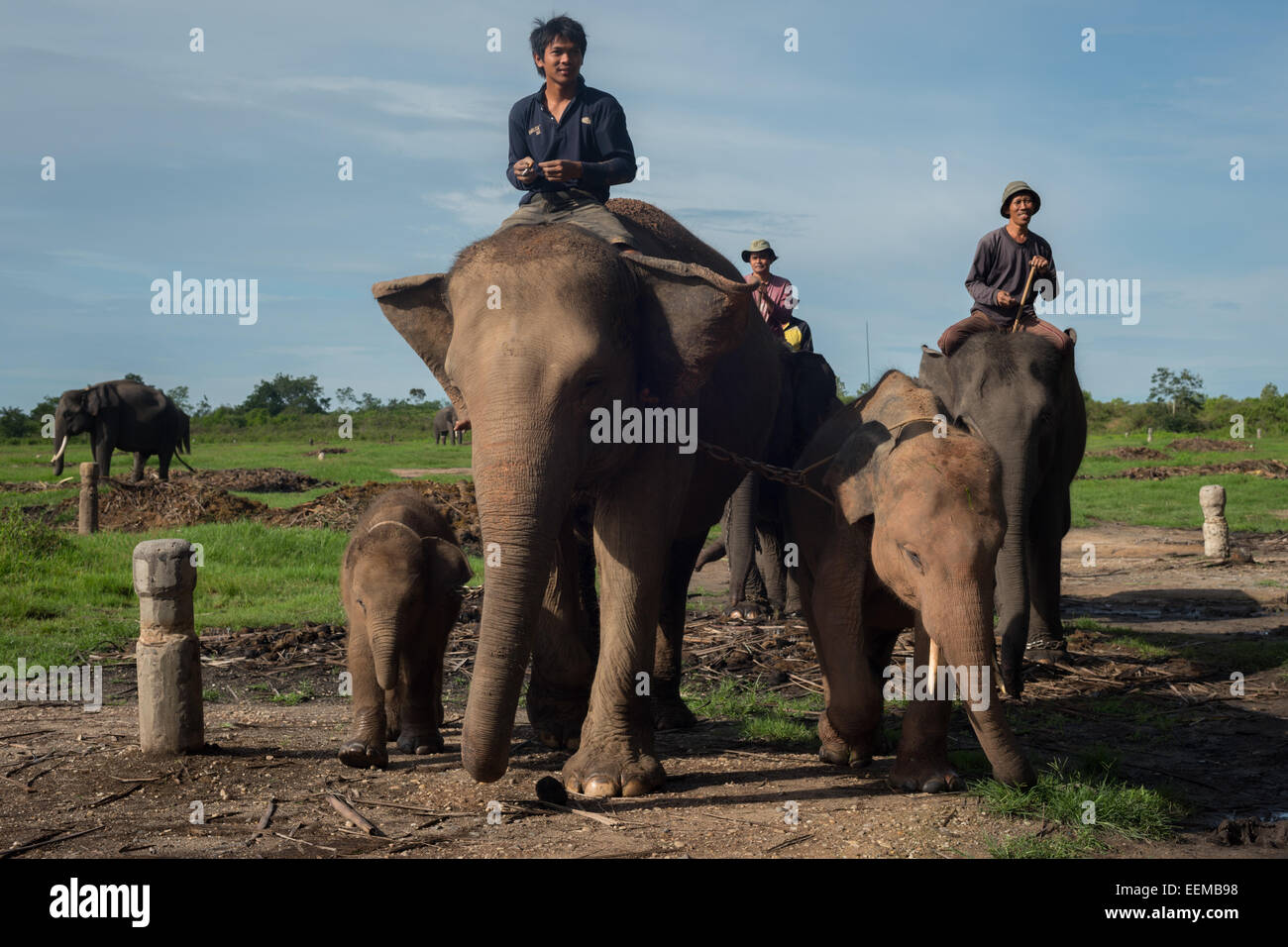 Elephant keepers take their elephants onto the feeding ground in Way Kambas National Park, Indonesia. Stock Photo
