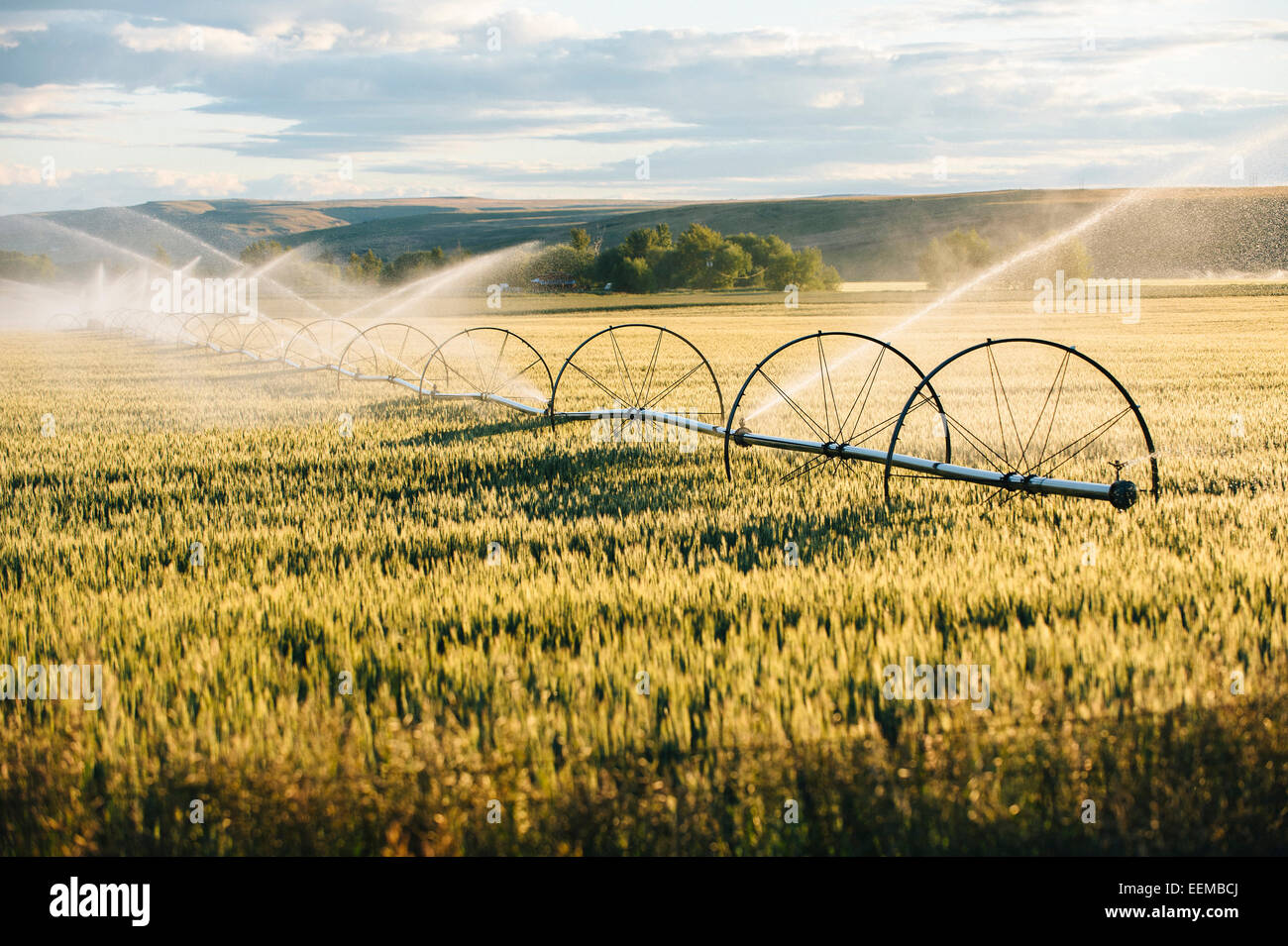 Irrigation system watering crops on farm field Stock Photo