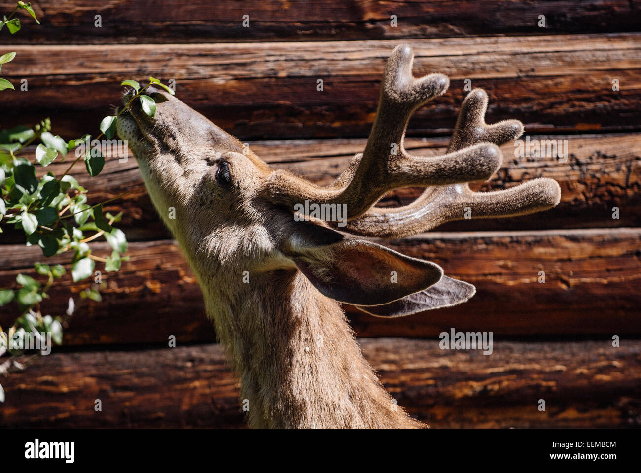Deer grazing from tree near log cabin Stock Photo