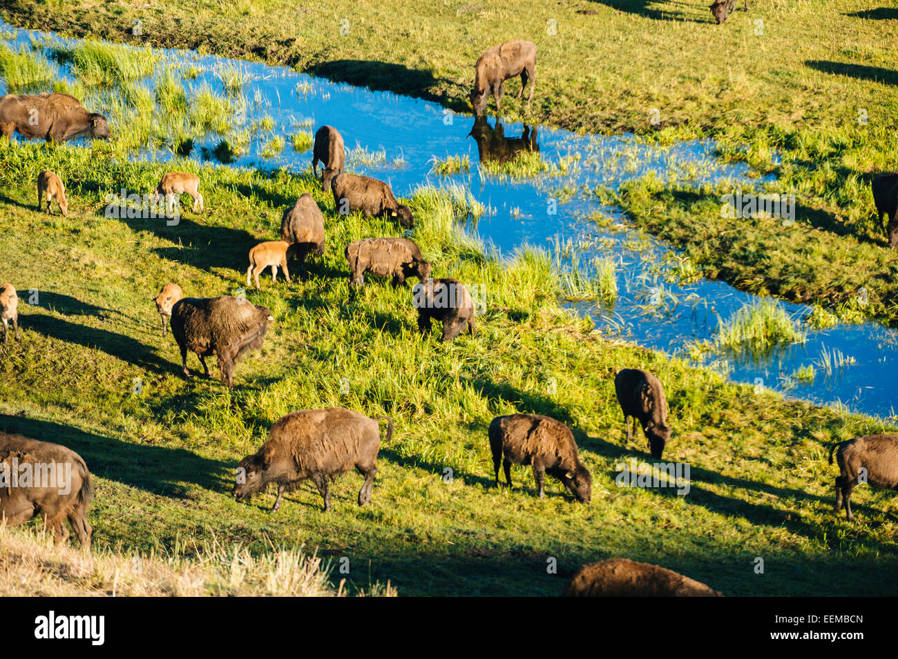 Buffalo herd grazing in grassy field near creek Stock Photo