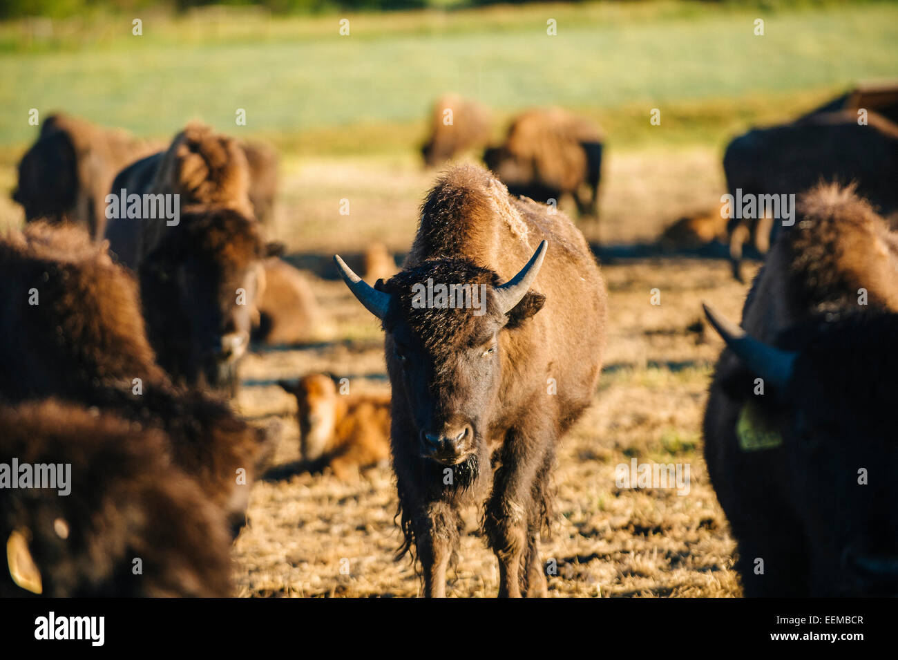 Buffalo herd standing in field Stock Photo