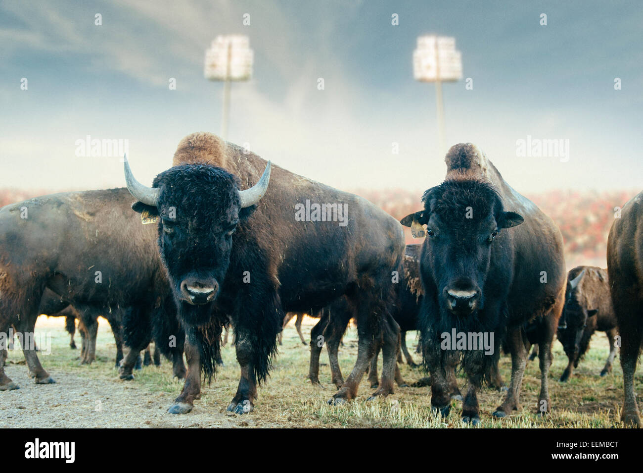 Buffalo herd standing in field at sports stadium Stock Photo