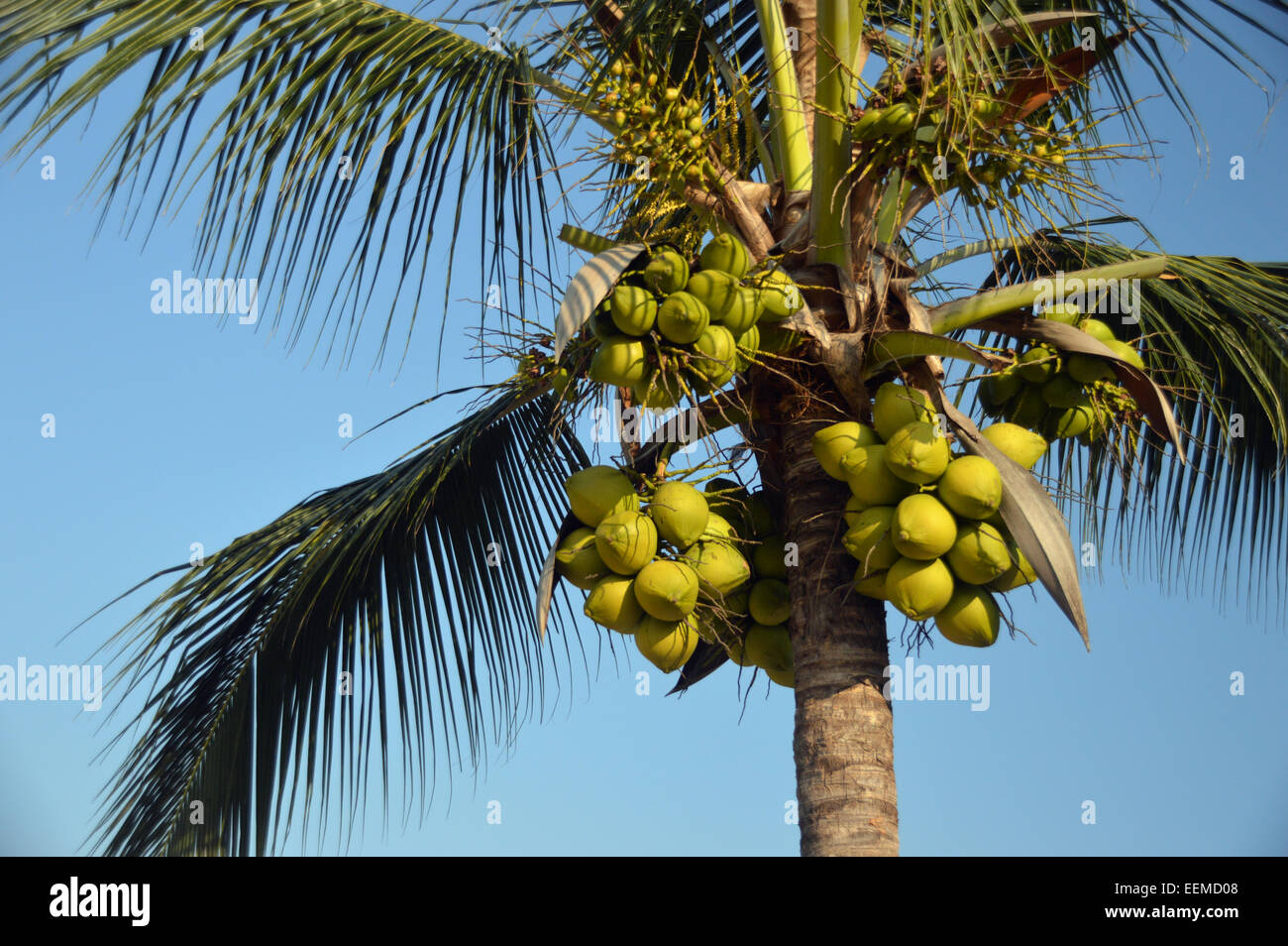 Coconuts Hanging on Palm Tree on the Pacific Coast of Mexico Stock Photo -  Alamy
