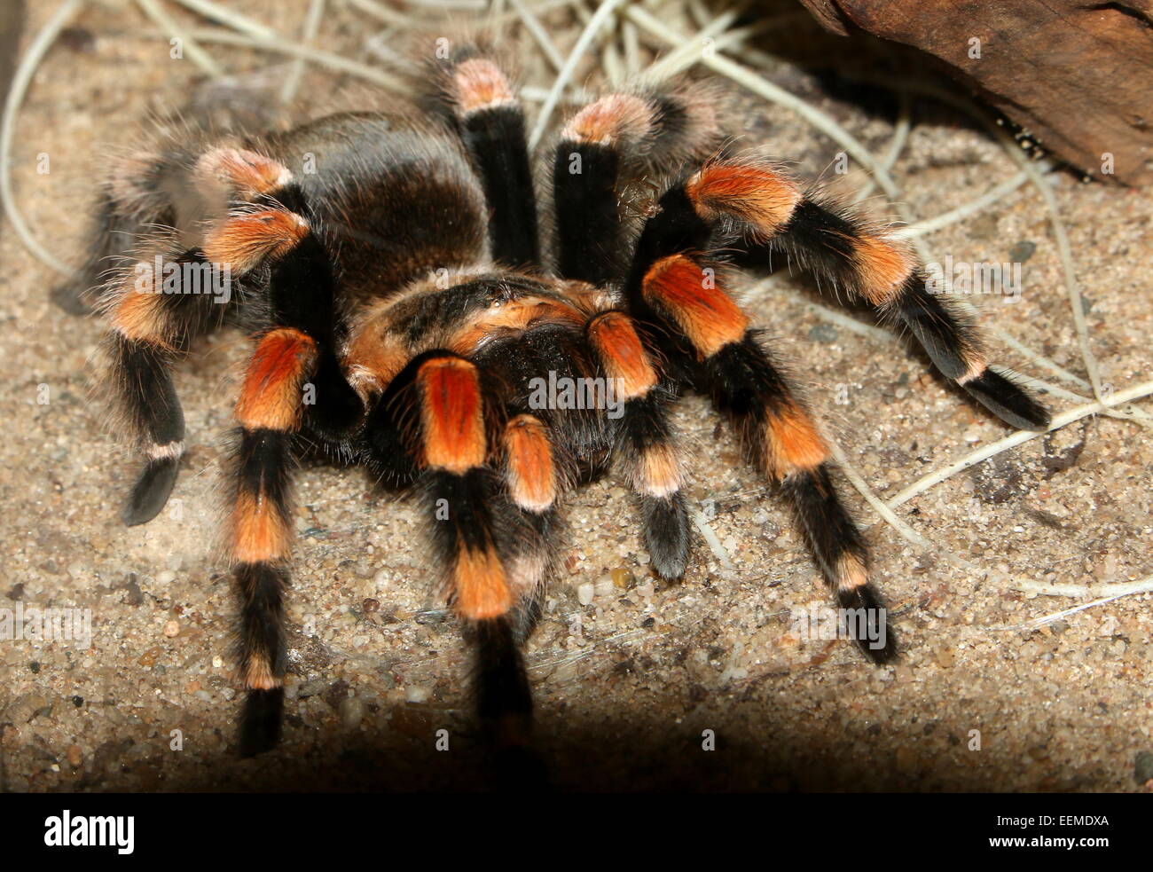 Mexican red-kneed tarantula (Brachypelma smithi) Stock Photo