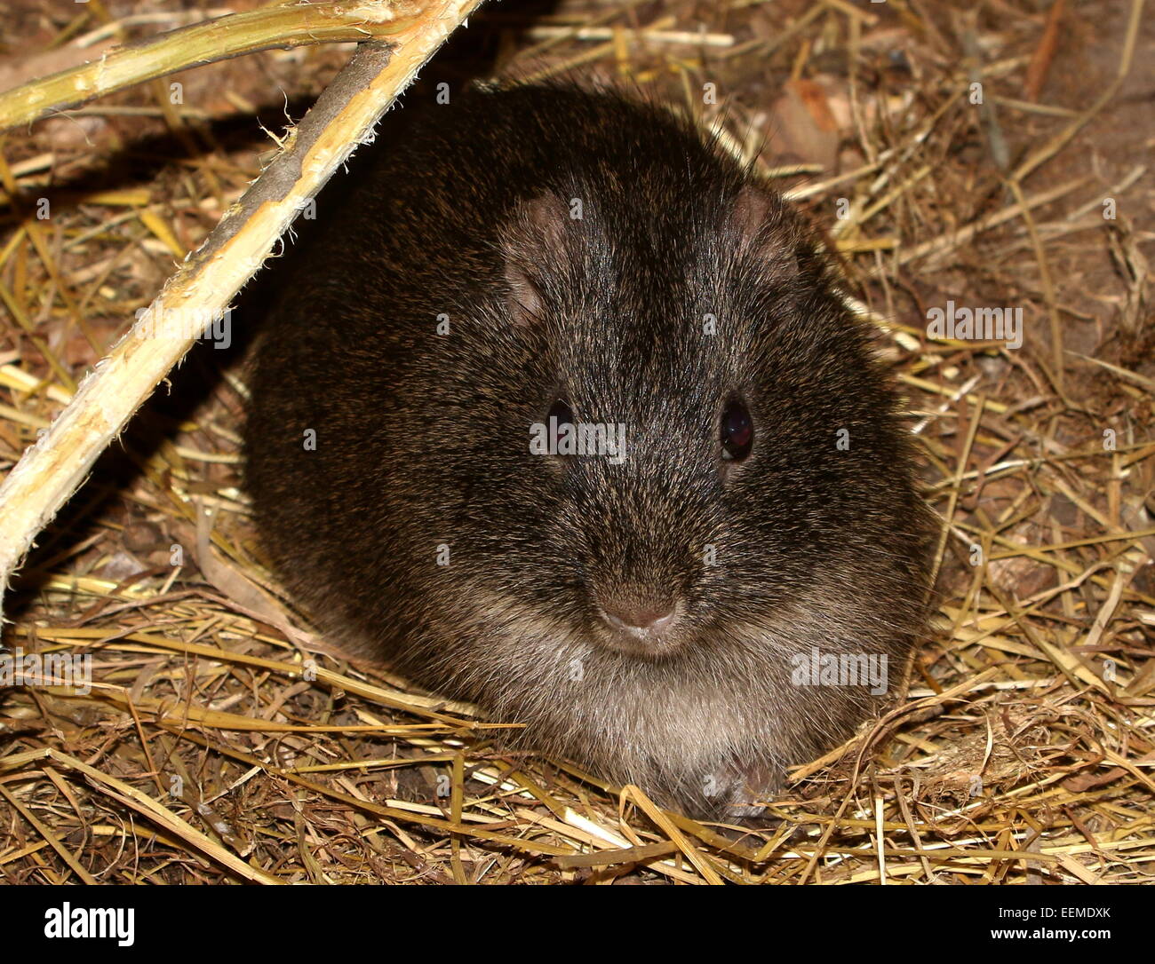 Brazilian wild guinea pig or Preá (Cavia aperea) Stock Photo