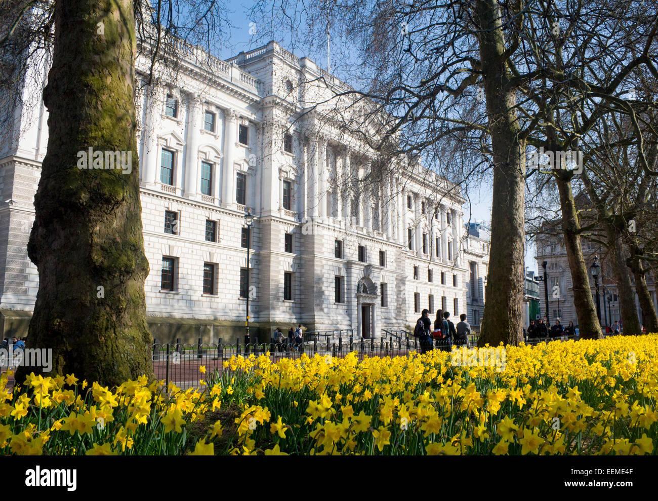 HM Treasury building with daffodils in St James's Park in foreground in spring springtime Westminster London England UK Stock Photo