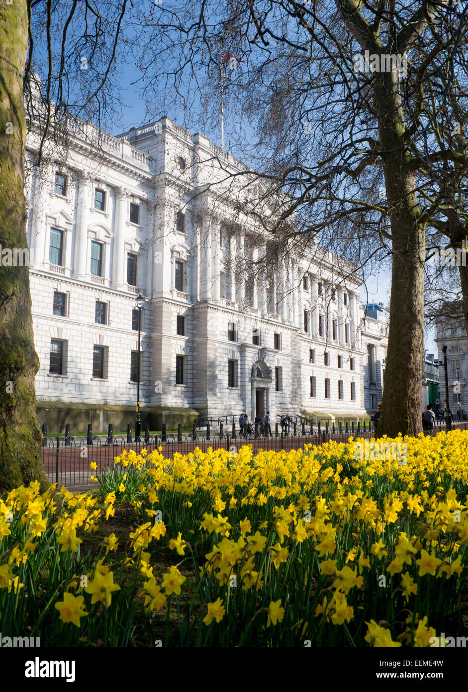 HM Treasury building with daffodils in St James's Park in foreground in spring springtime Westminster London England UK Stock Photo