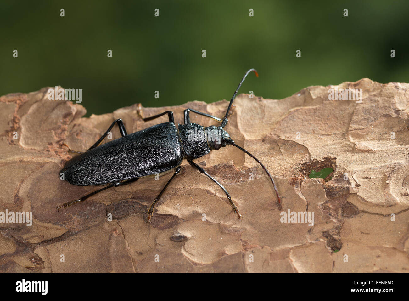 Carpenter longhorn, Long horned beetle, female, Mulmbock, Zimmerbock