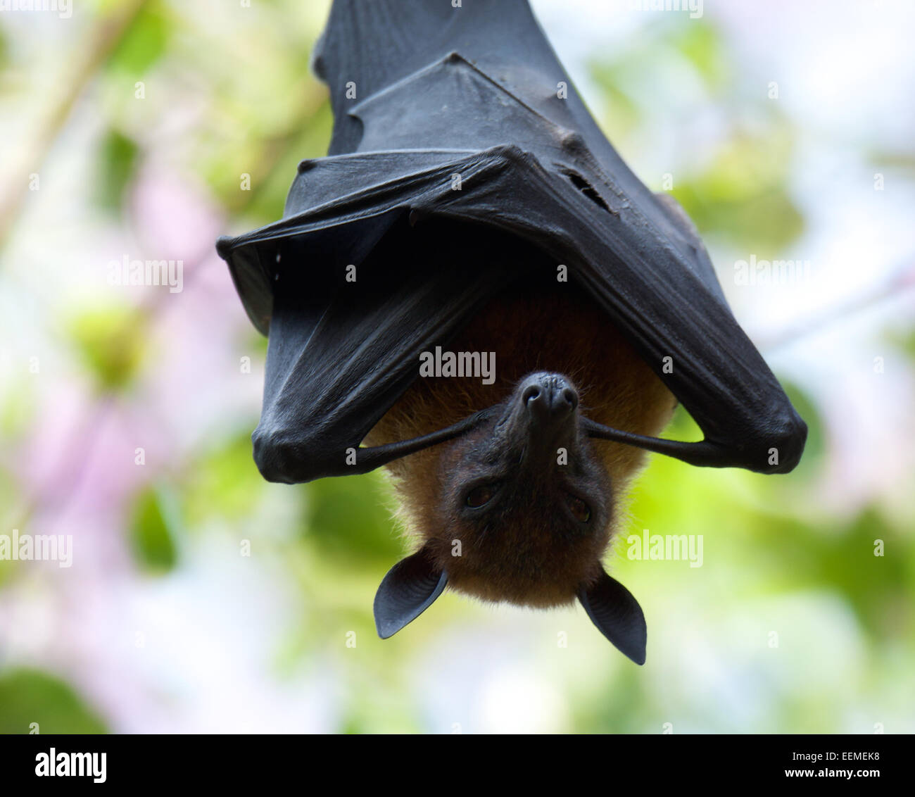 Lyle's flying fox (Pteropus lylei) is a species of bat in the family Pteropodidae. Stock Photo