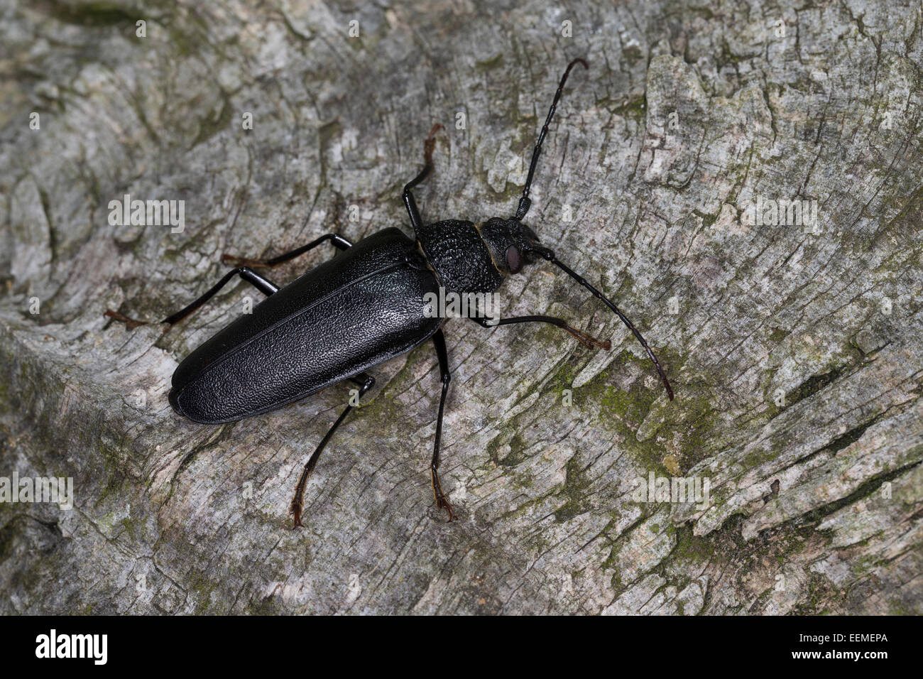 Carpenter longhorn, Long horned beetle, female, Mulmbock, Zimmerbock, Weibchen, Ergates faber