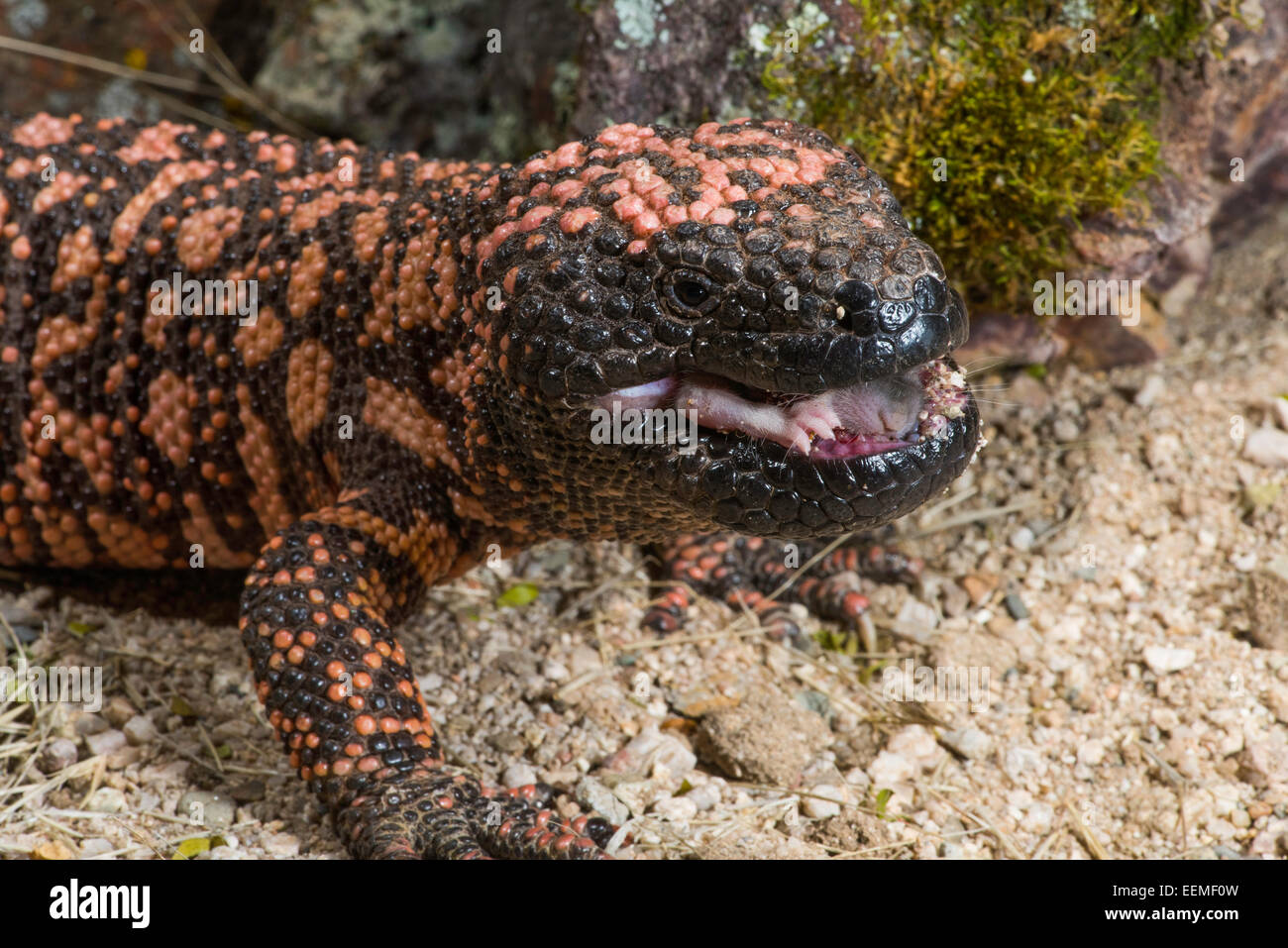 Gila Monster Heloderma suspectum suspectum Tucson, Arizona, United ...