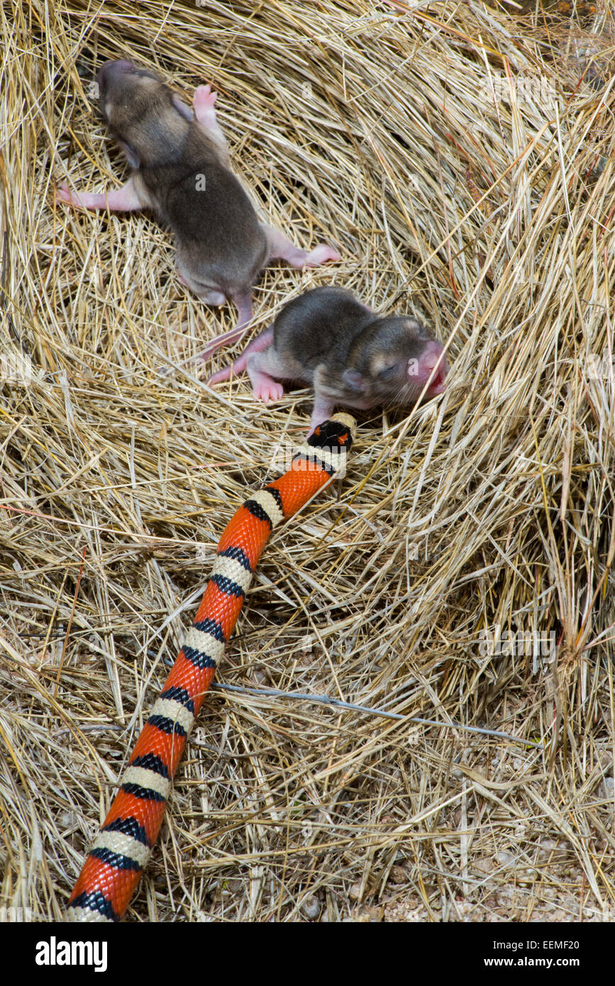 Rat pack hires stock photography and images Alamy