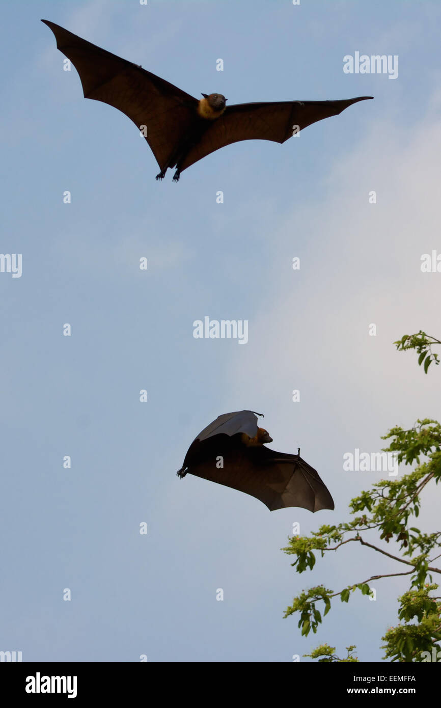 Lyle's flying fox (Pteropus lylei) is a species of bat in the family Pteropodidae. Stock Photo