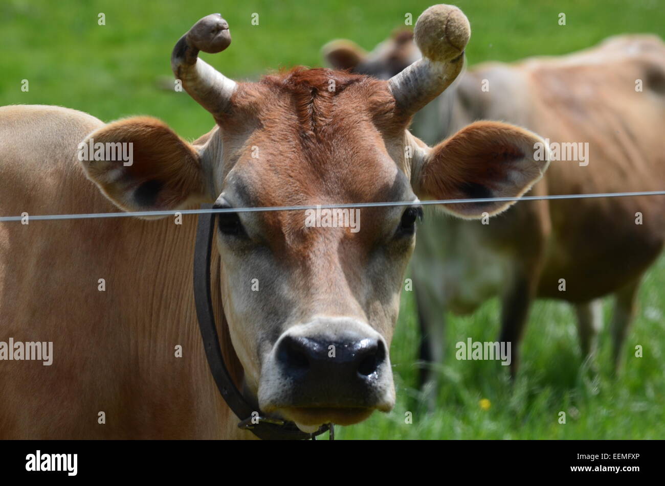 Cow with tennis ball on horn Stock Photo