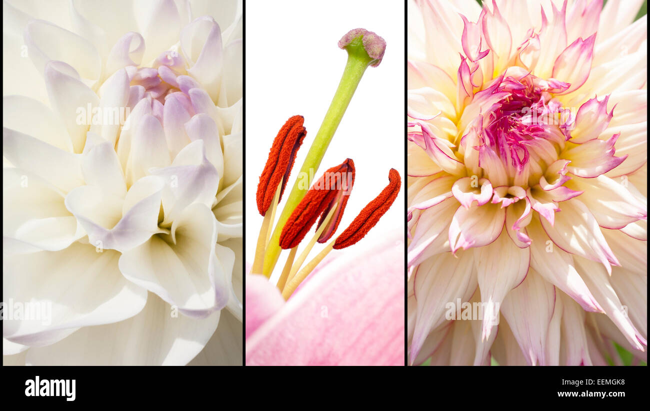 Collage of while and pink Dahlias and red Lily pestle in close up separated with black strips Stock Photo