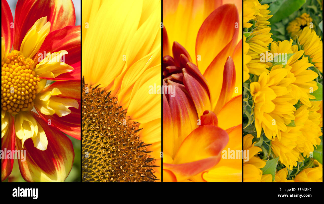 Collage of yellow Sunflower and red Dahlia in close up separated with black strips Stock Photo