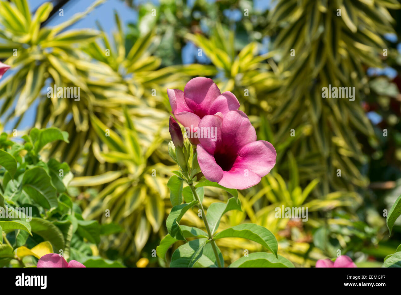 Allamanda violacea cherry jubilee hi-res stock photography and images ...