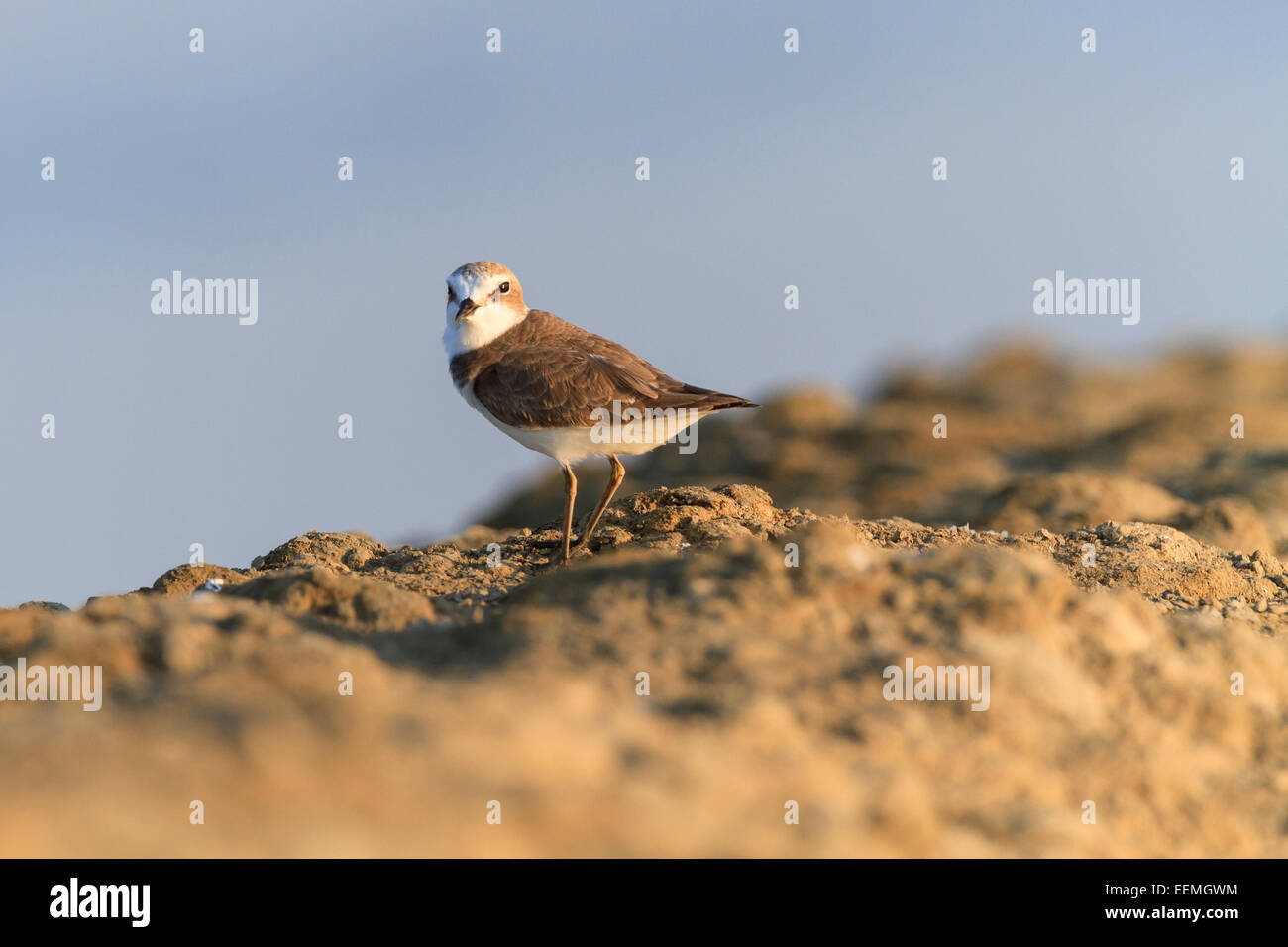 Kentish Plover Charadrius Alexandrinus On Habitat Laem Pak Bia kentish-plover-charadrius-alexandrinus-on-habitat-laem-pak-bia