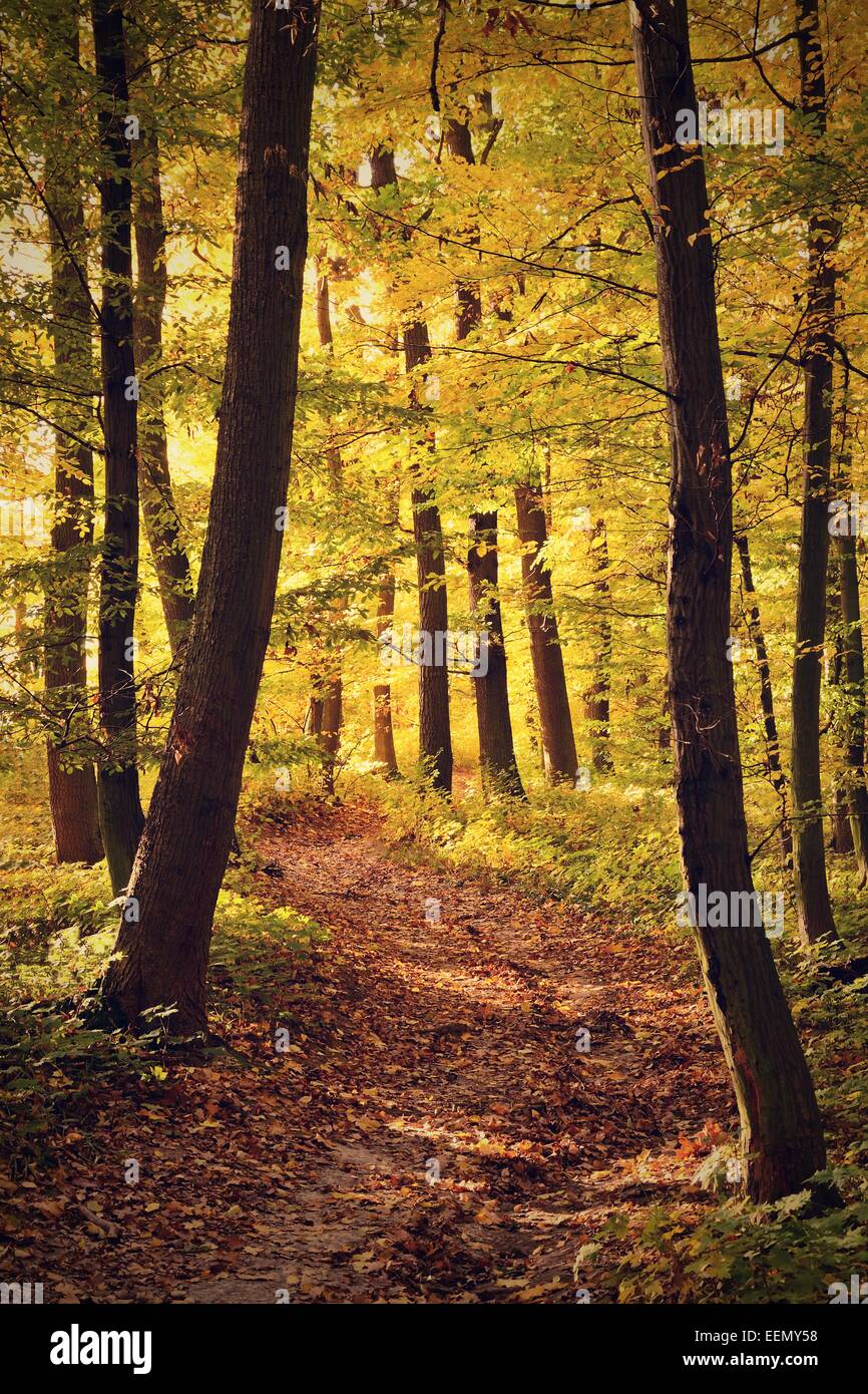 Road through maple forest hi-res stock photography and images - Alamy