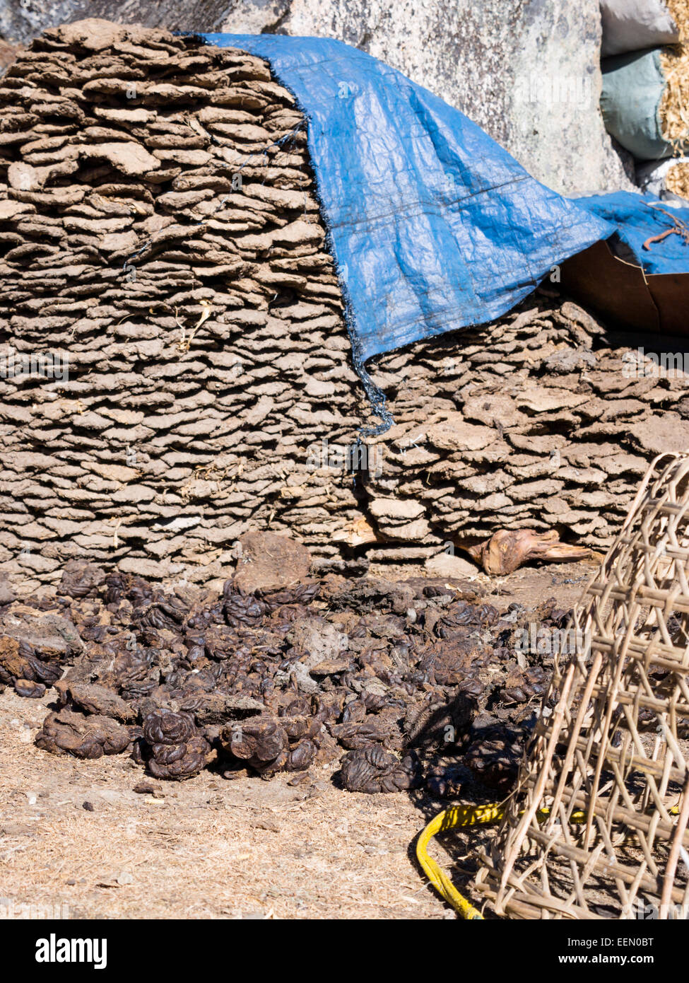 Drying yak dung for cooking and heating fuel in the high-altitude upper Khumbu region, Nepal Stock Photo