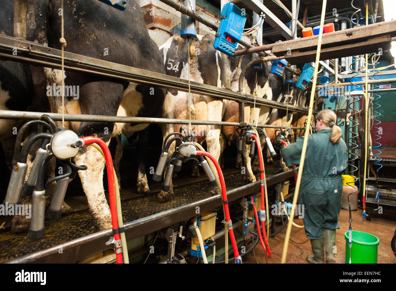 Milk milking cow cows farm farming people hires stock photography and