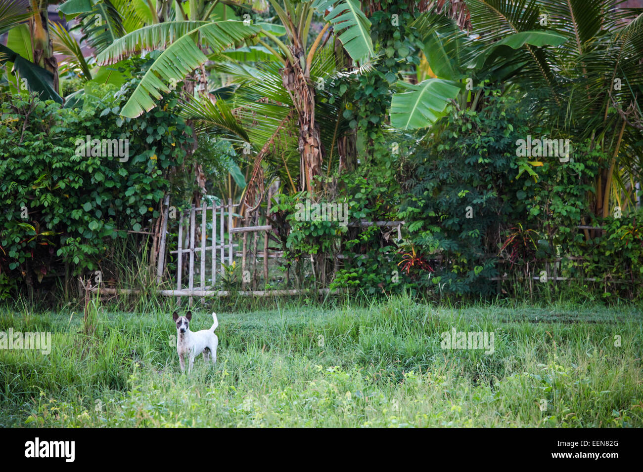 Dog guarding home Stock Photo Alamy