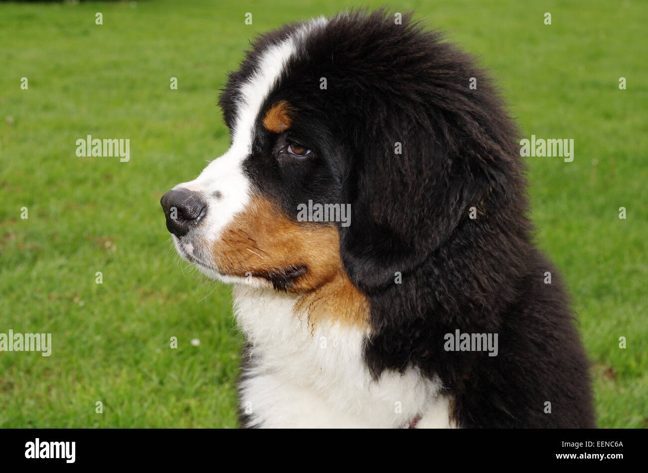 Berner Sennenhund Portrait Stock Photo