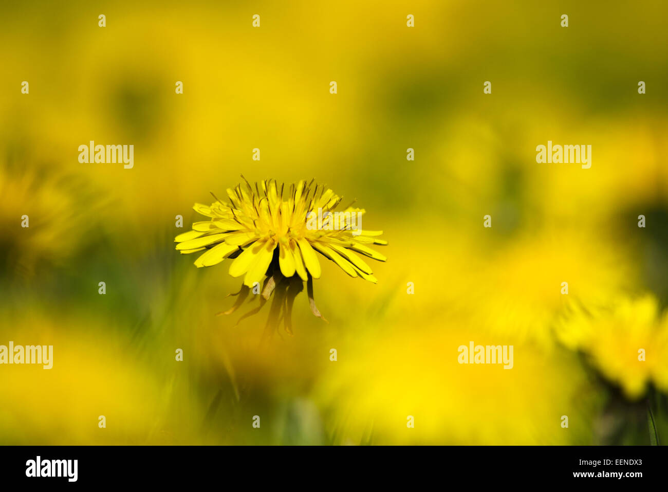 Dandelion flower close up isolated on yellow background. Stock Photo