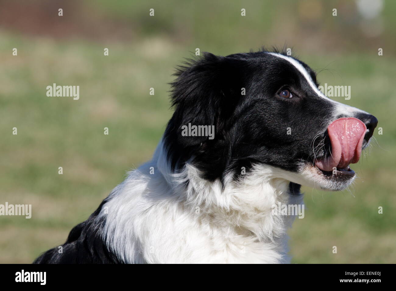 Border Collie Junghund 5 Monate beleckt sich Stock Photo