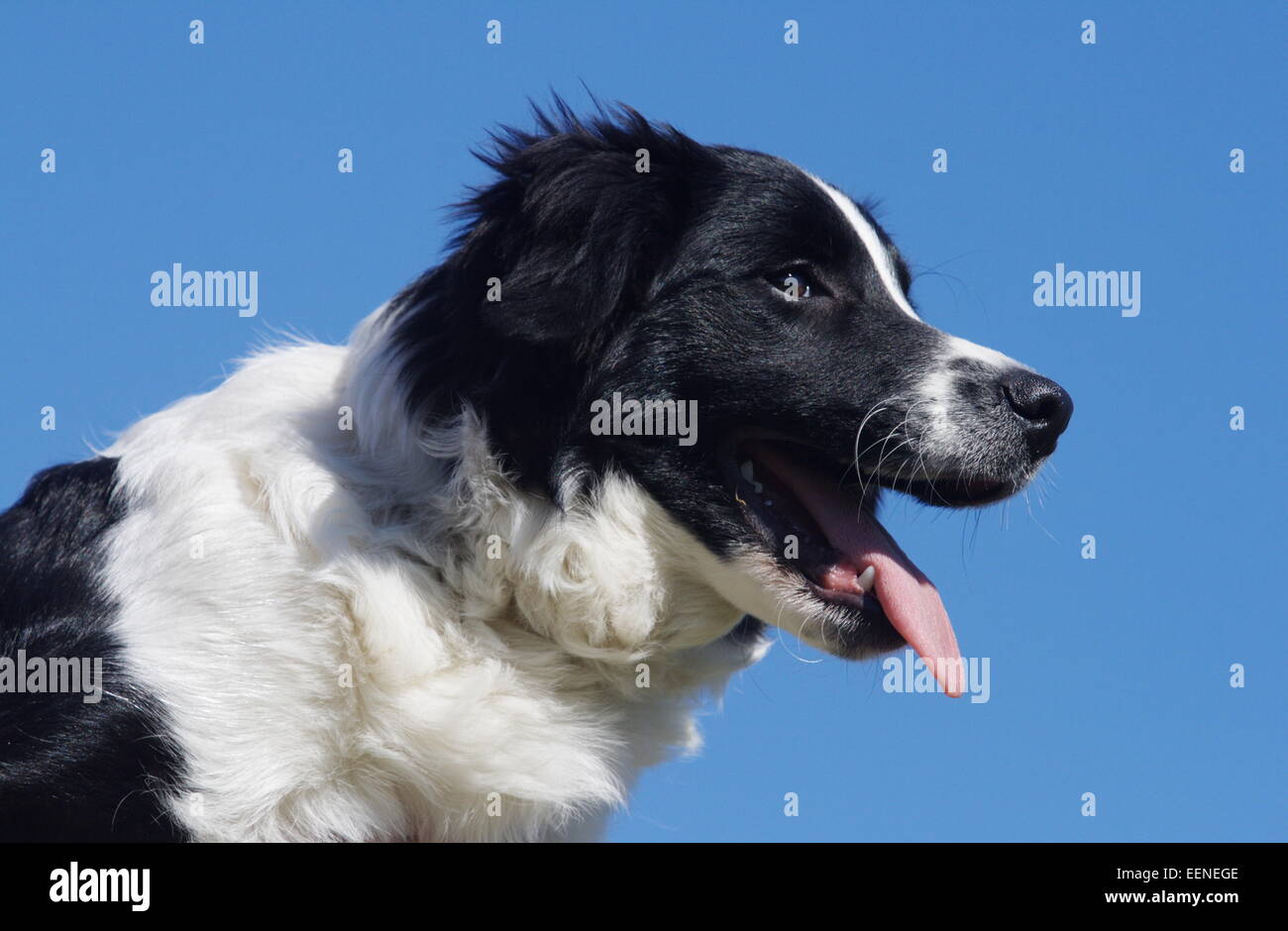 Junger Border Collie Portrait von der Seite am blauen Himmel Stock Photo