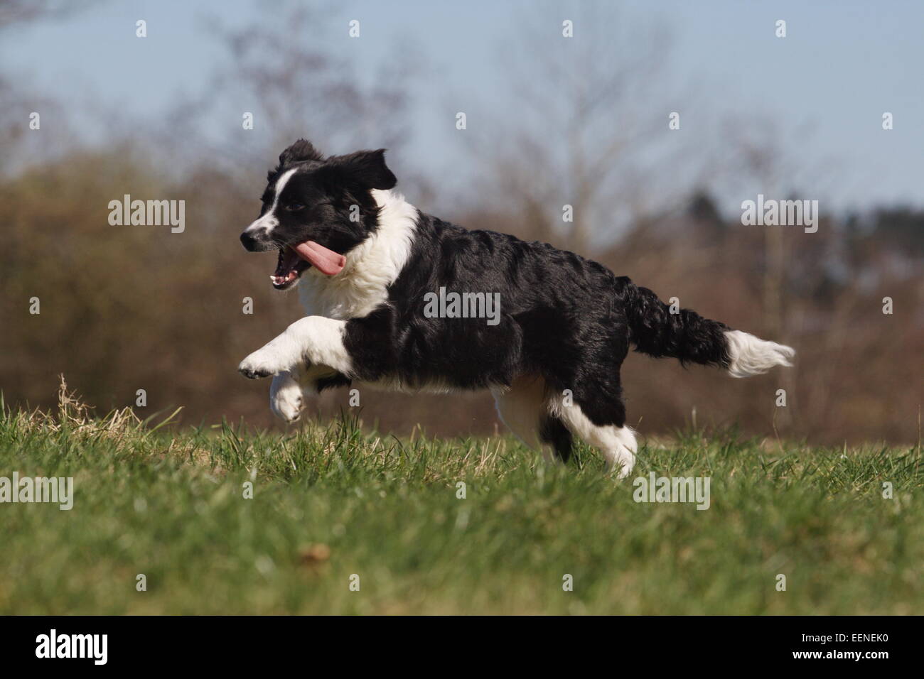 Junger Border Collie rennt seitlich über die Wiese,  Young border collie running laterally across the meadow Stock Photo