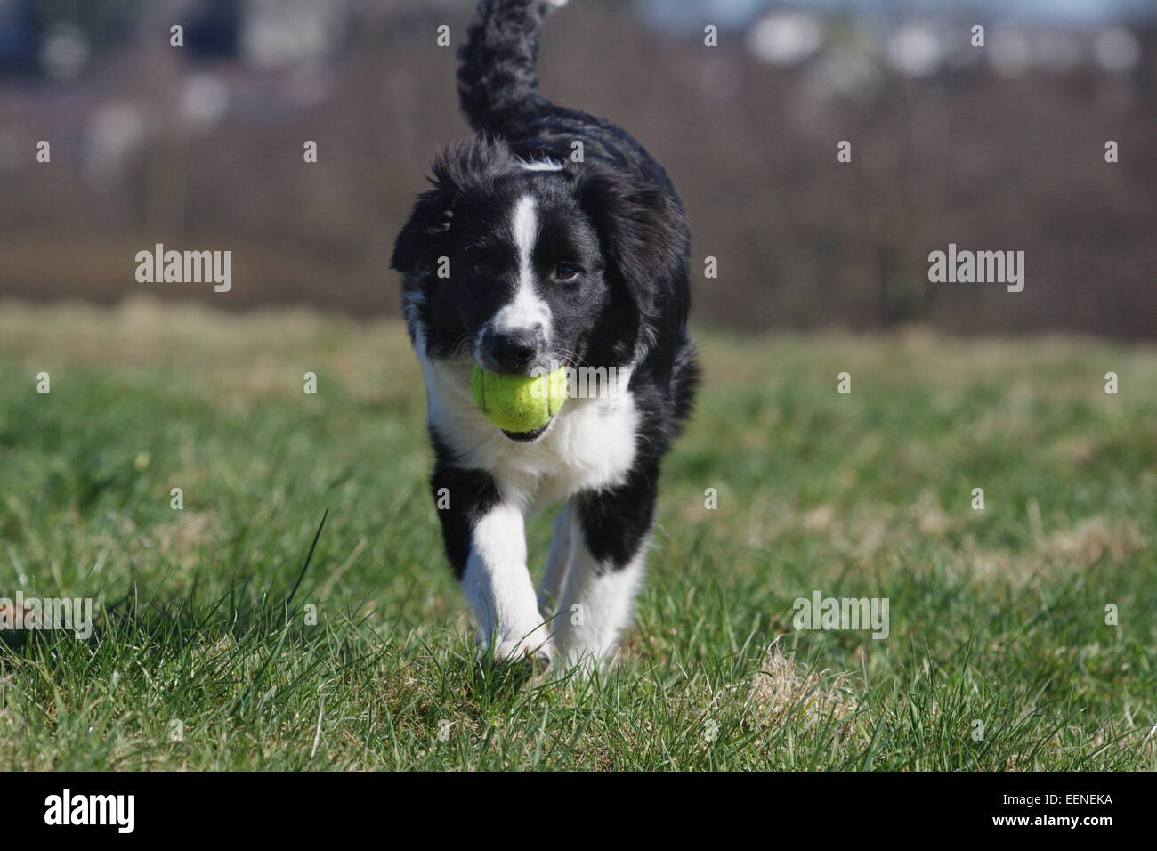 Junger Border Collie rennt mit Ball im Maul über die Wiese, Young border collie running with a ball in its mouth on the meadow Stock Photo