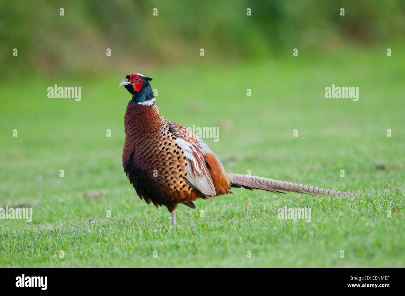 A Male Pheasant alone in field Norfolk, UK Stock Photo