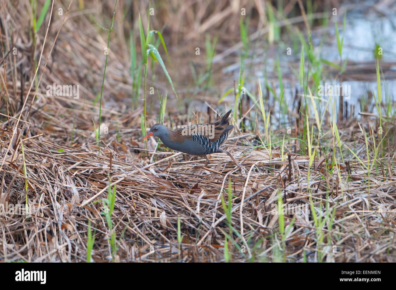 A Water Rail in the reed bed runs along the edge of the water, Rye, Sussex, UK Stock Photo