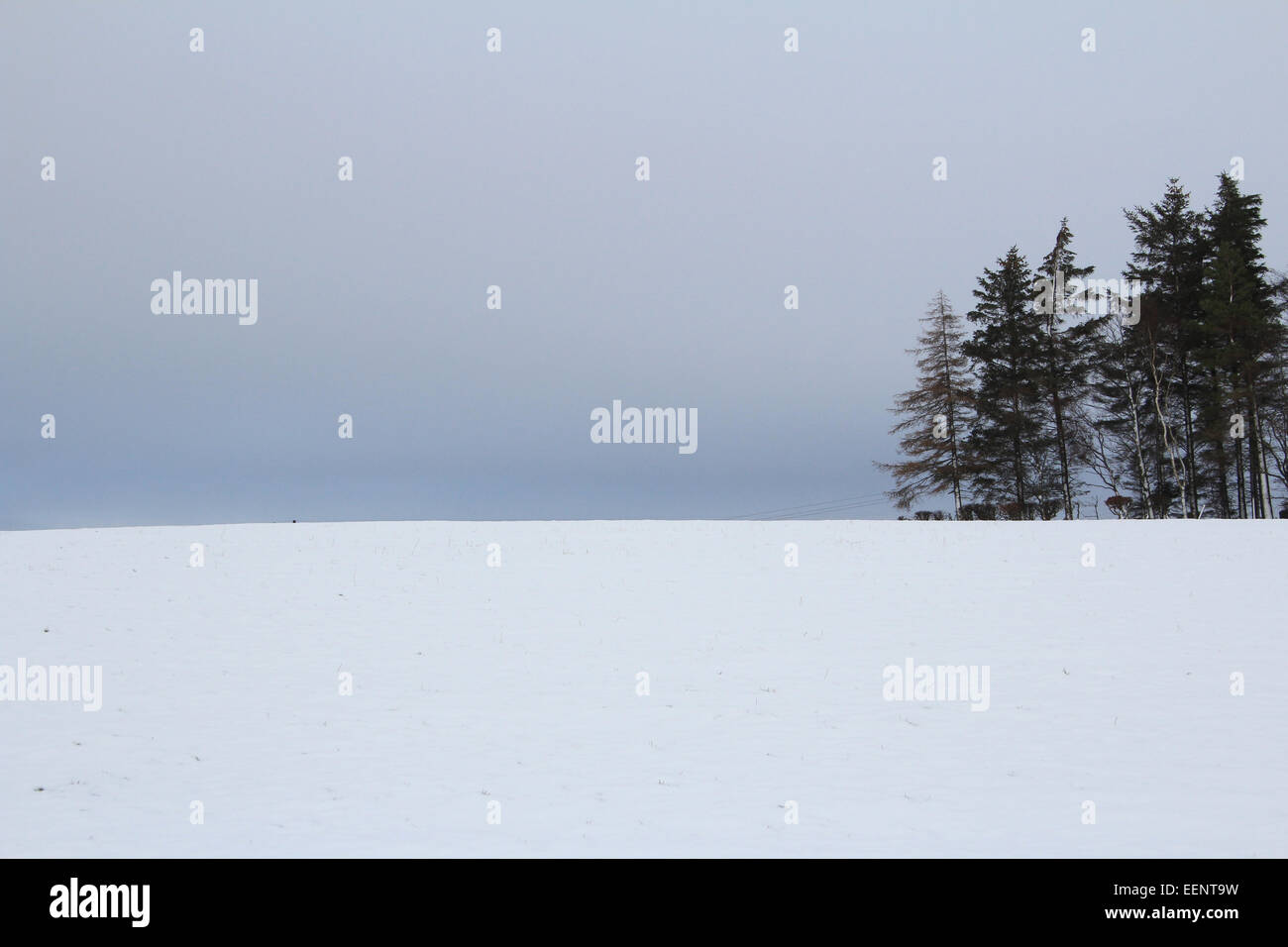 Trees and horizon hi-res stock photography and images - Alamy