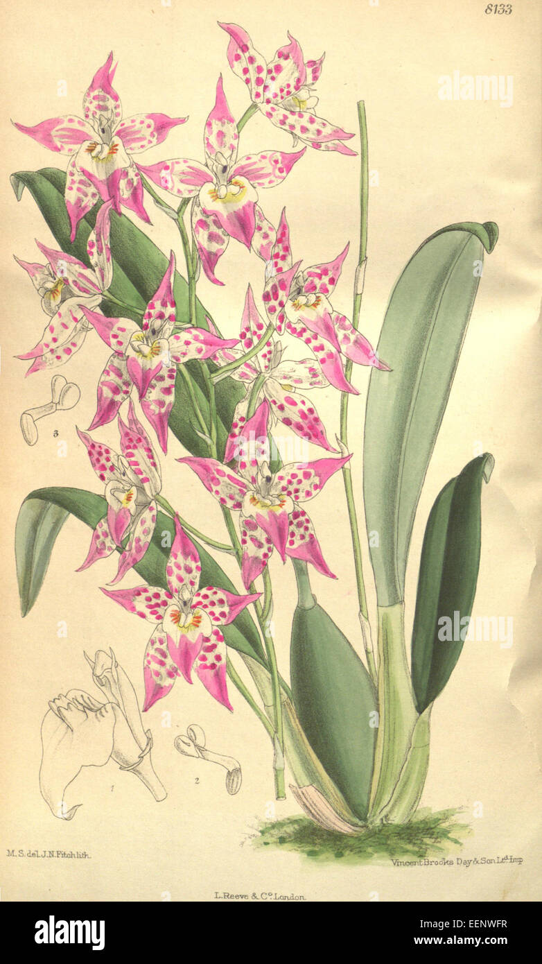 Odontioda heatonensis (Odontoglossum cirrhosum  Cochlioda sanguinea = Odontoglossum sanguineum) - Curtis' 133 (Ser. 4 no. 3) pl. 8133 (1907) Stock Photo