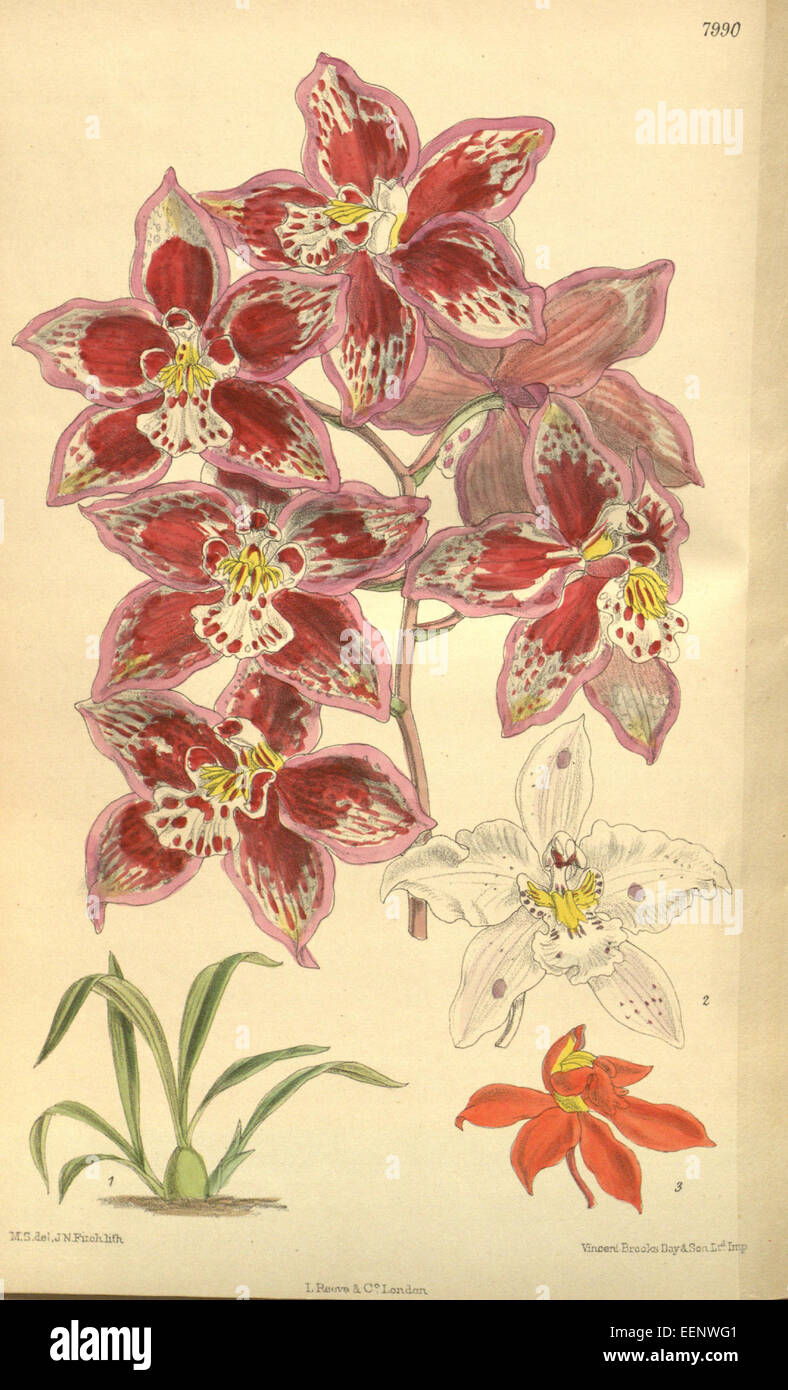 Odontioda vuylstekeae (cultivar Royal Gem)- Curtis' 130 (Ser. 3 no. 60) pl. 7964 (1904) Stock Photo