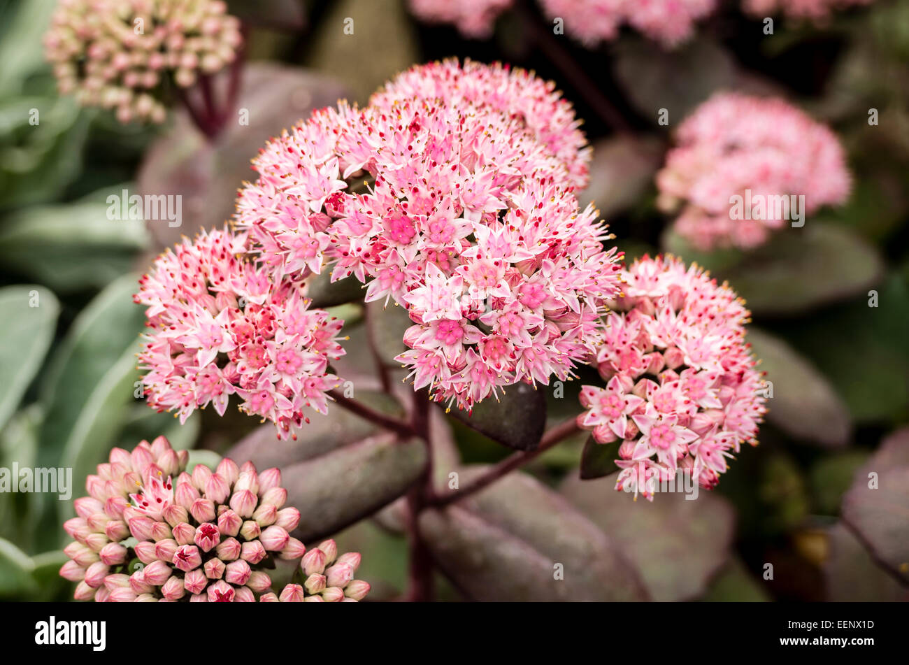 Pink flowers on Sedum Matrona in autumn Stock Photo