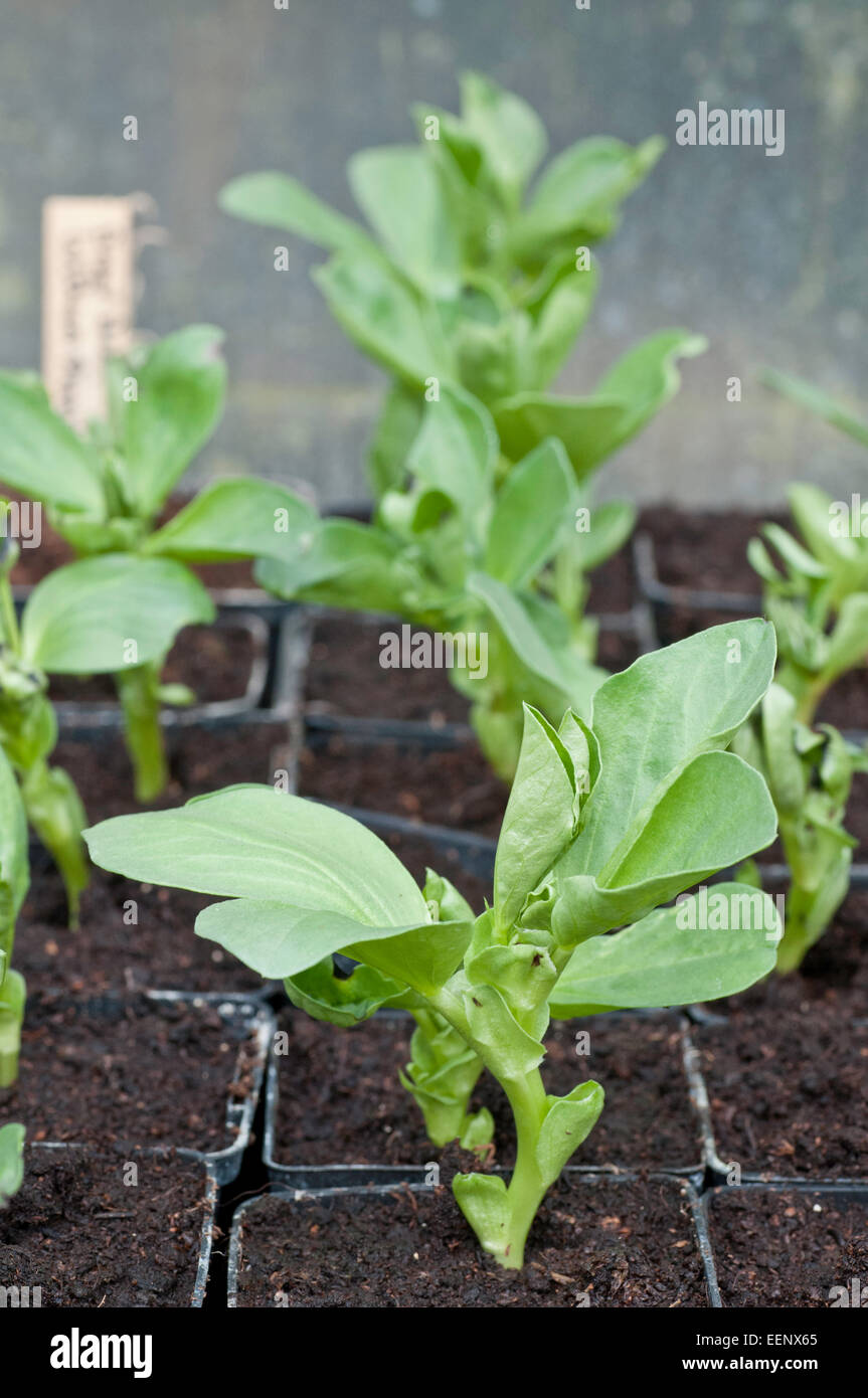 Young broad bean plants in pots Stock Photo Alamy
