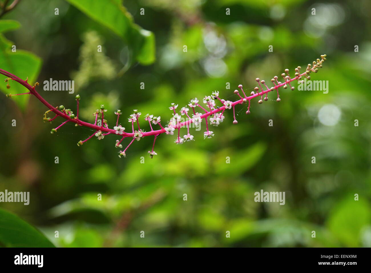 Closeup of delicate white flowers growing on a pink branch in the cloud forest of Monteverde Biological Reserve, Costa Rica. Stock Photo