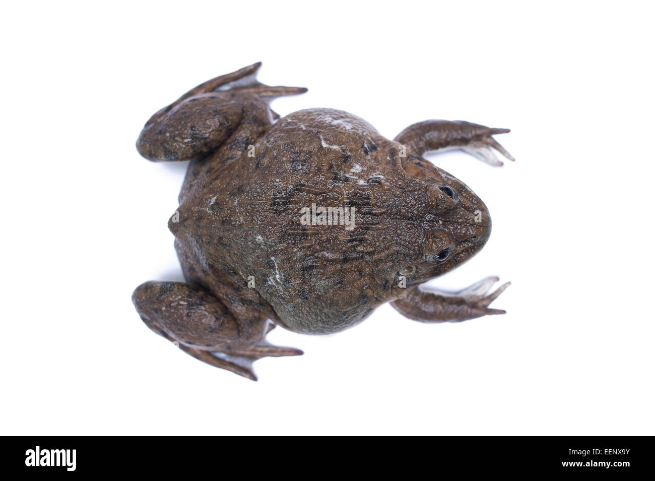 top view of brown frog isolated on white Stock Photo