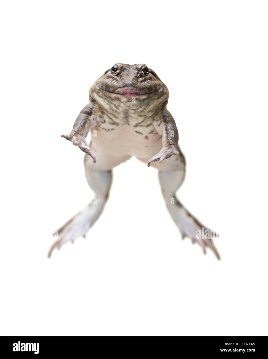 jumping brown frog isolated on white Stock Photo