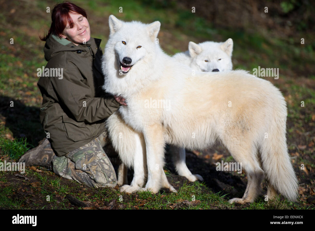 Tatjana Schneider pets two arctic wolves at the Werner Freund Wolf Park in Merzig, Germany, 13 January 2015. Schneider has been directing the wolf park since 2014. Photo: Oliver Dietze/dpa Stock Photo