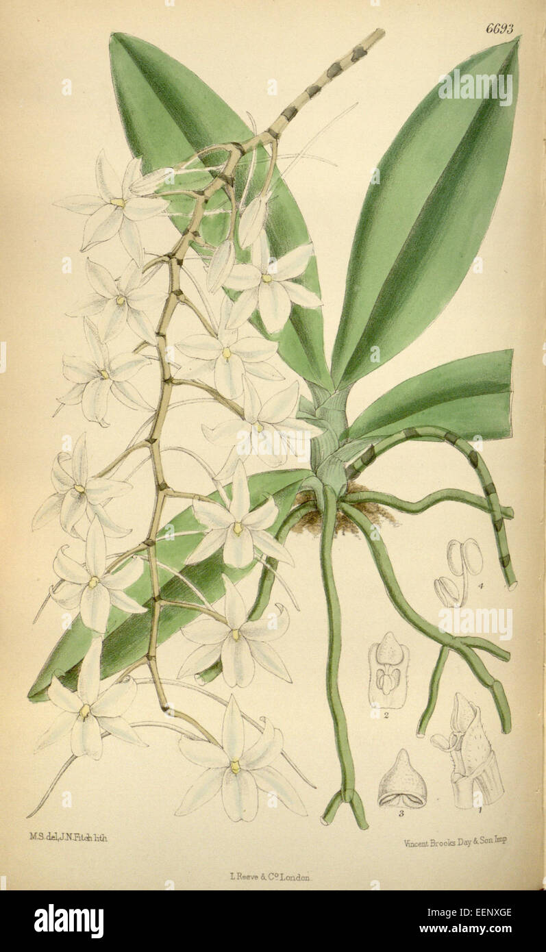 Aerangis modesta (as Angraecum modestum) - Curtis' 109 (Ser. 3 no. 39) pl. 6693 (1883) Stock Photo