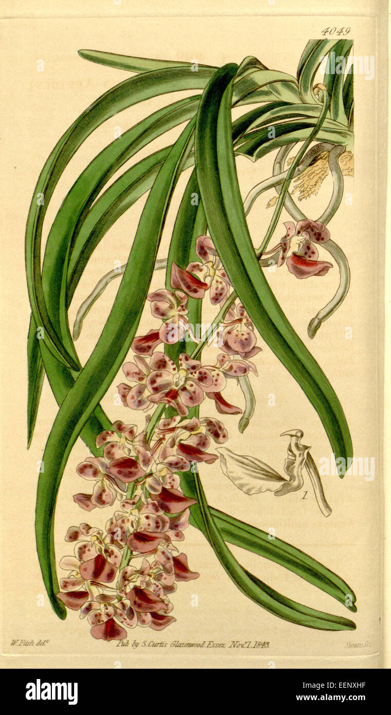 Aerides multiflora (as Aerides affinis) - Curtis' 70 (N.S. 17) pl. 4049 (1844) Stock Photo