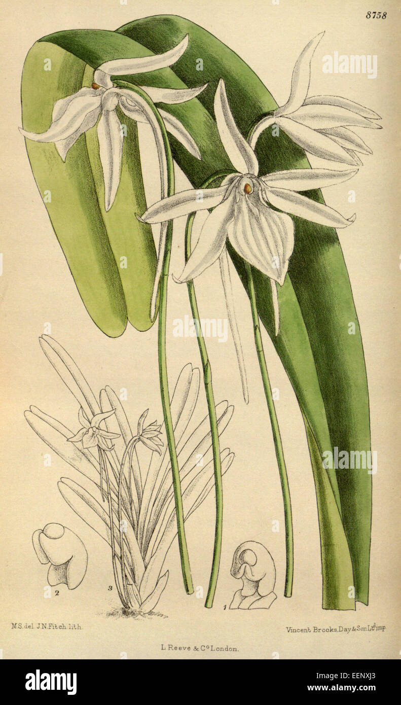 Angraecum gracilipes 144-8758 Stock Photo