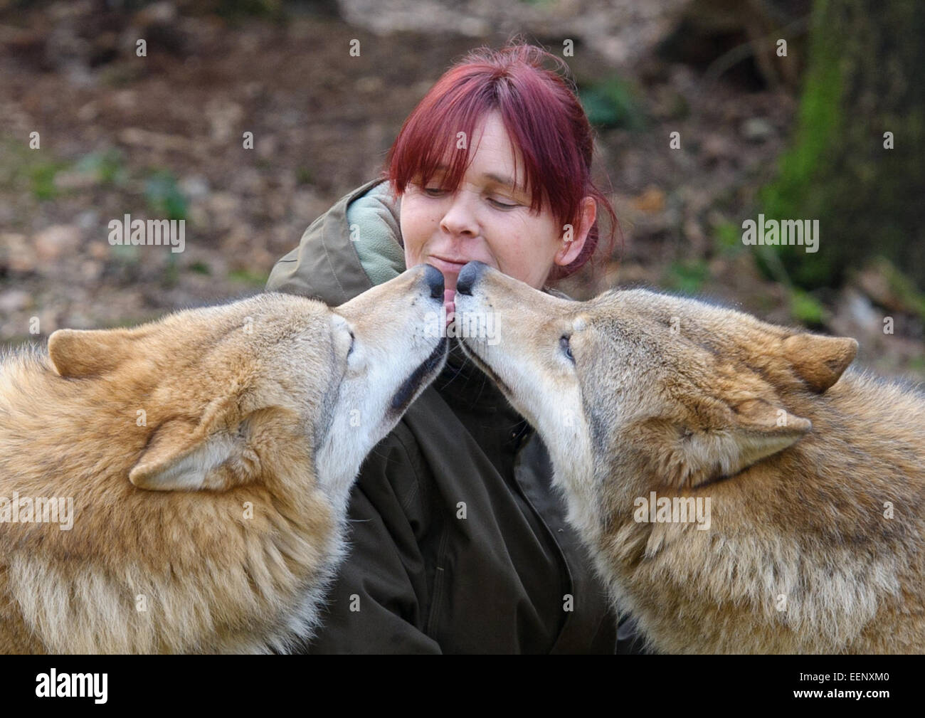 Two Tibetan wolves greet Tatjana Schneider with a lick on the chin at the Werner Freund Wolf Park in Merzig, Germany, 13 January 2015. Schneider has been directing the wolf park since 2014. Photo: Oliver Dietze/dpa Stock Photo