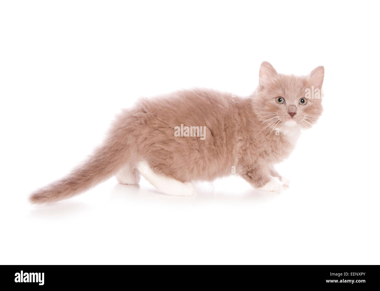 Single lilac ragdoll kitten sitting in a studio Stock Photo Alamy