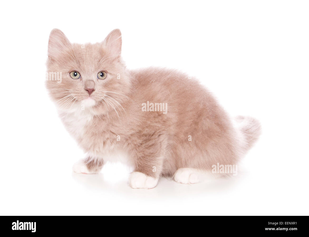 Single lilac ragdoll kitten sitting in a studio Stock Photo Alamy