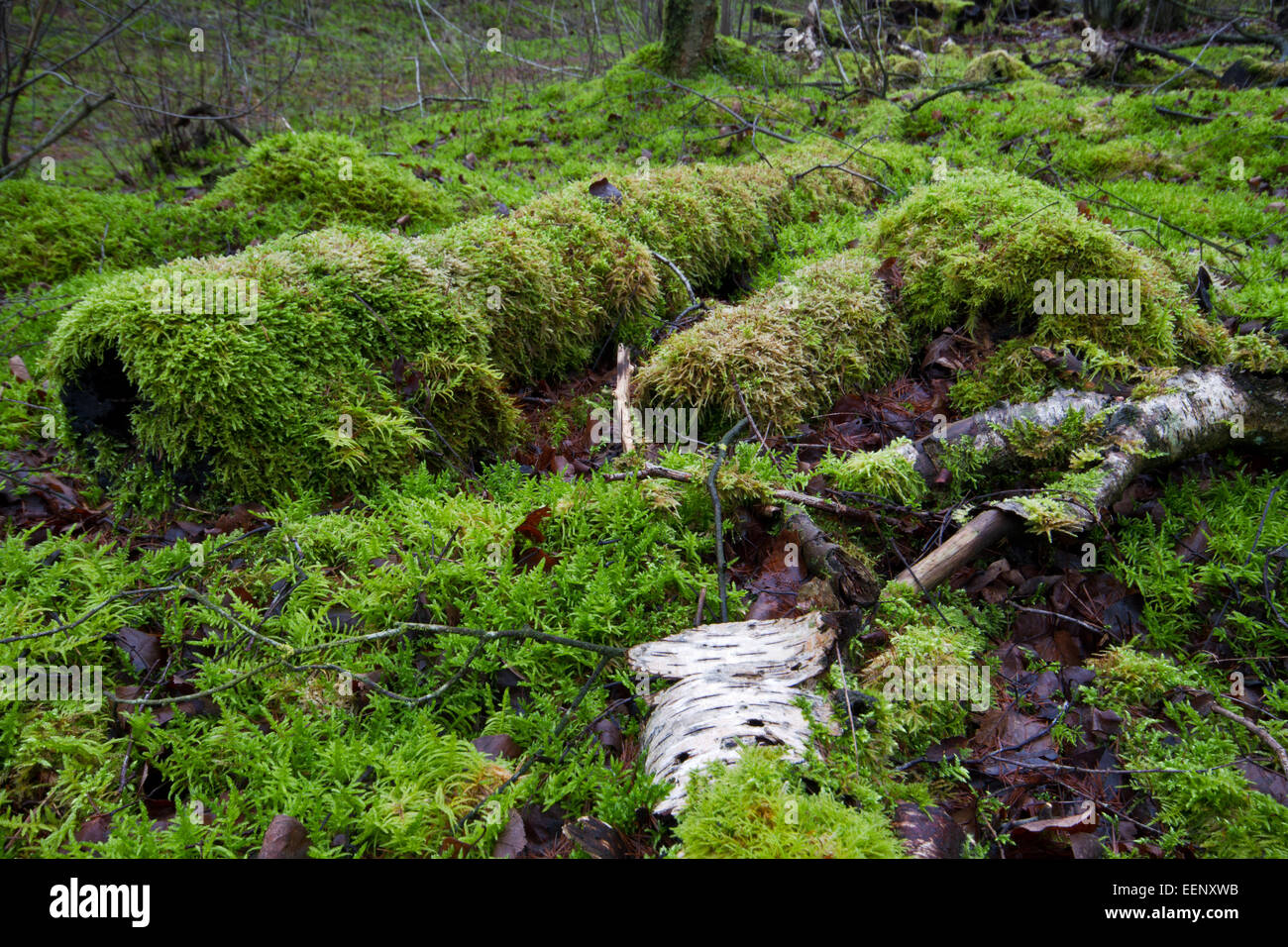 Moss overgrowing dead, rotting trees in a moist forest Stock Photo